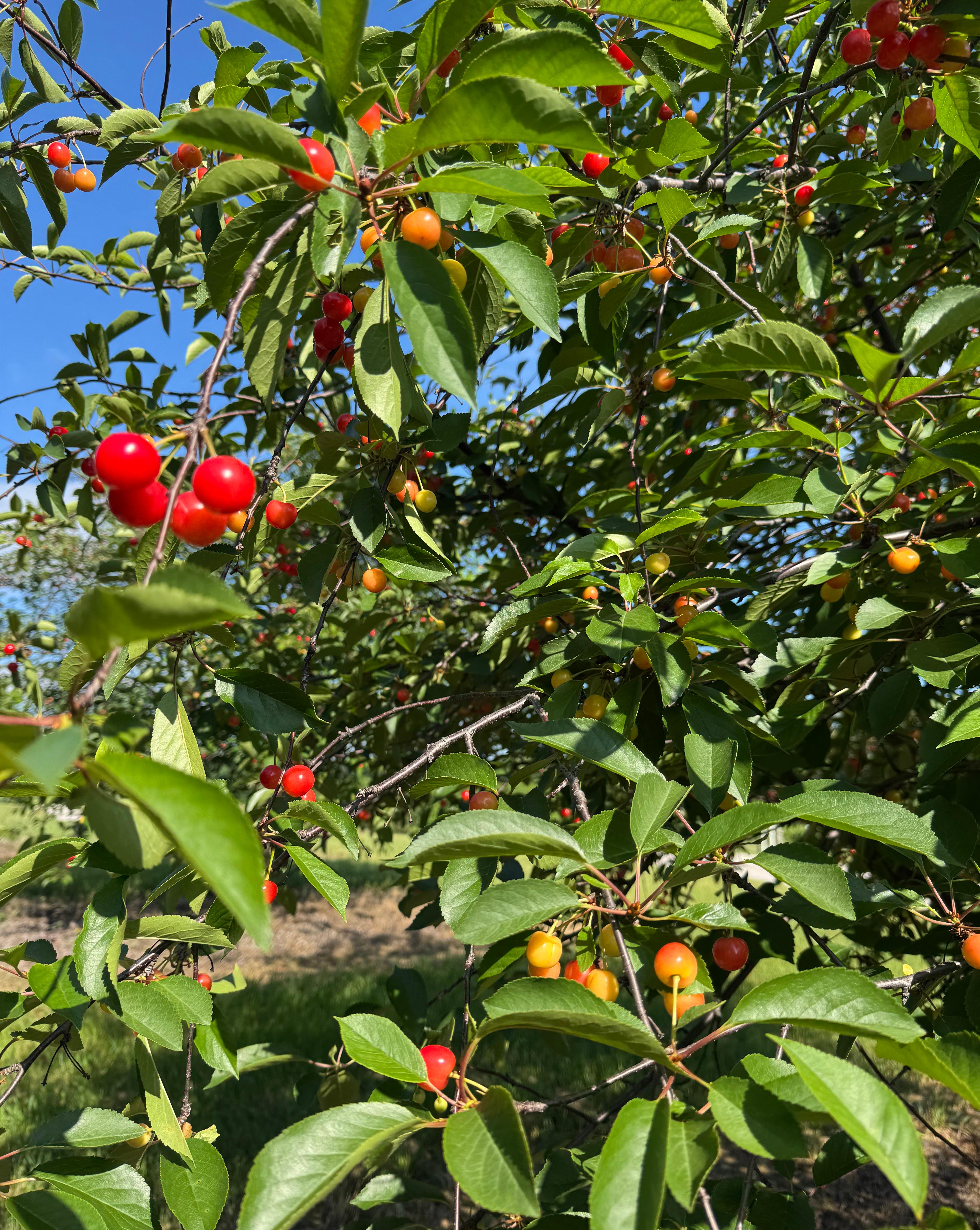 Montmorency cherries hanging from a cherry tree.